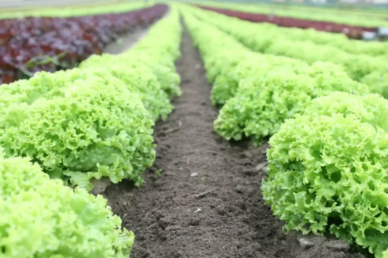 How to Grow Your Own Veggies in Raised Beds