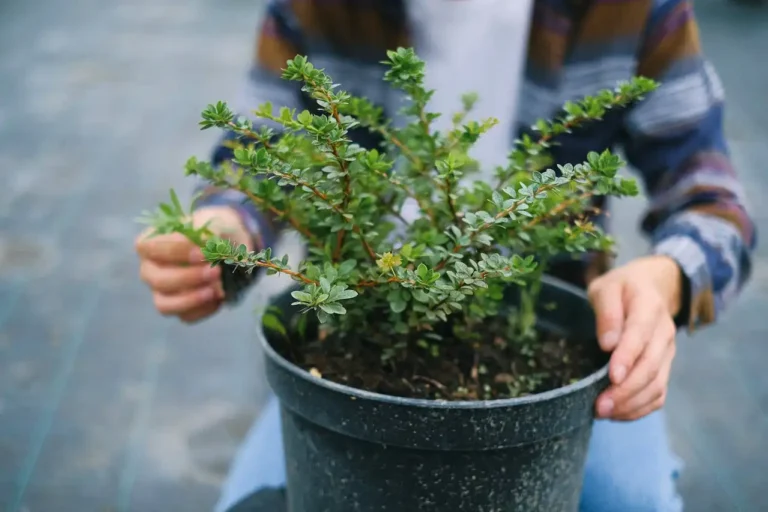 10 Creative Container Gardening Ideas for Small Spaces